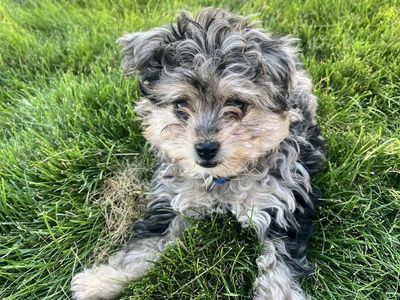Aussiedoodle Puppy