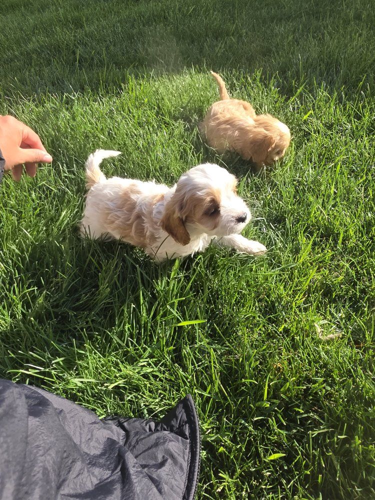 Ready! Tiny Toy Cavapoo puppys King Charles / Toy Poodle