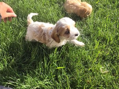 Ready! Tiny Toy Cavapoo puppys King Charles / Toy Poodle