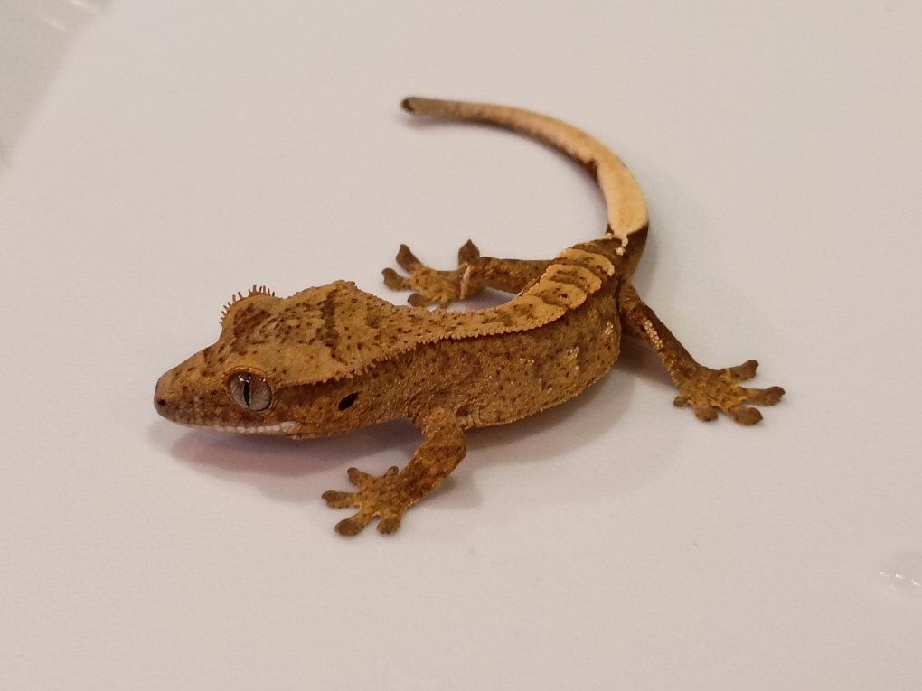 crested gecko hatchling