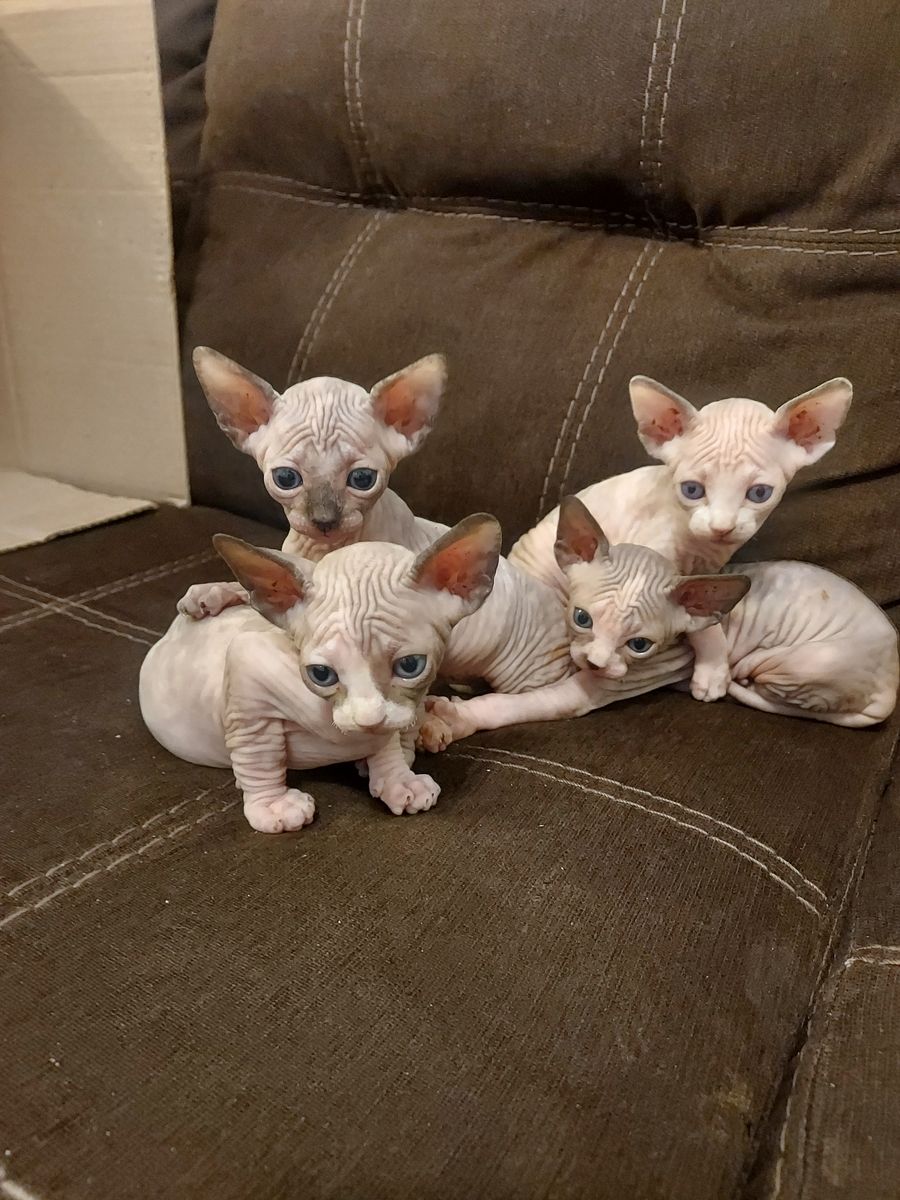 Sphynx Kittens