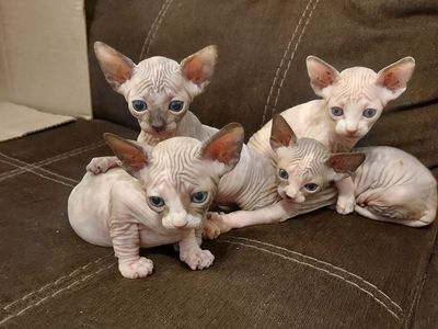 Sphynx Kittens