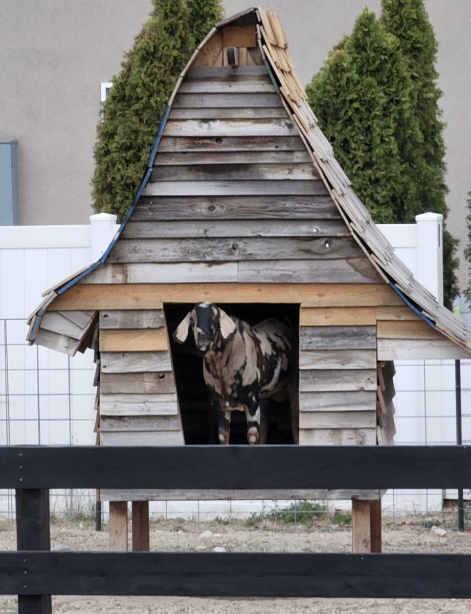 Goat house