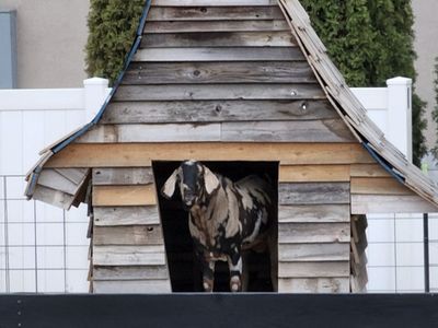 Goat house