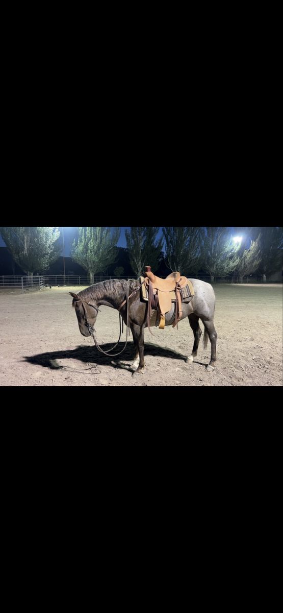 2020 Magnetic Cat Mare