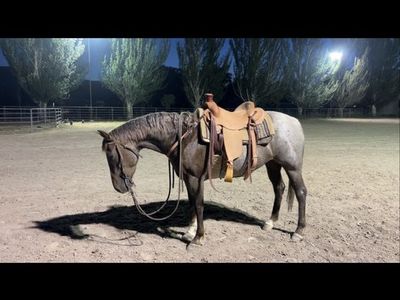 2020 Magnetic Cat Mare