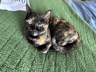 Re-home Tortoise cat