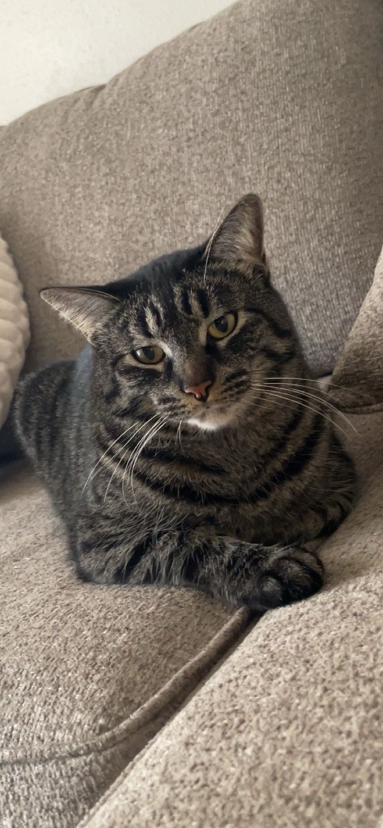 Missing cat Cottonwood Heights
