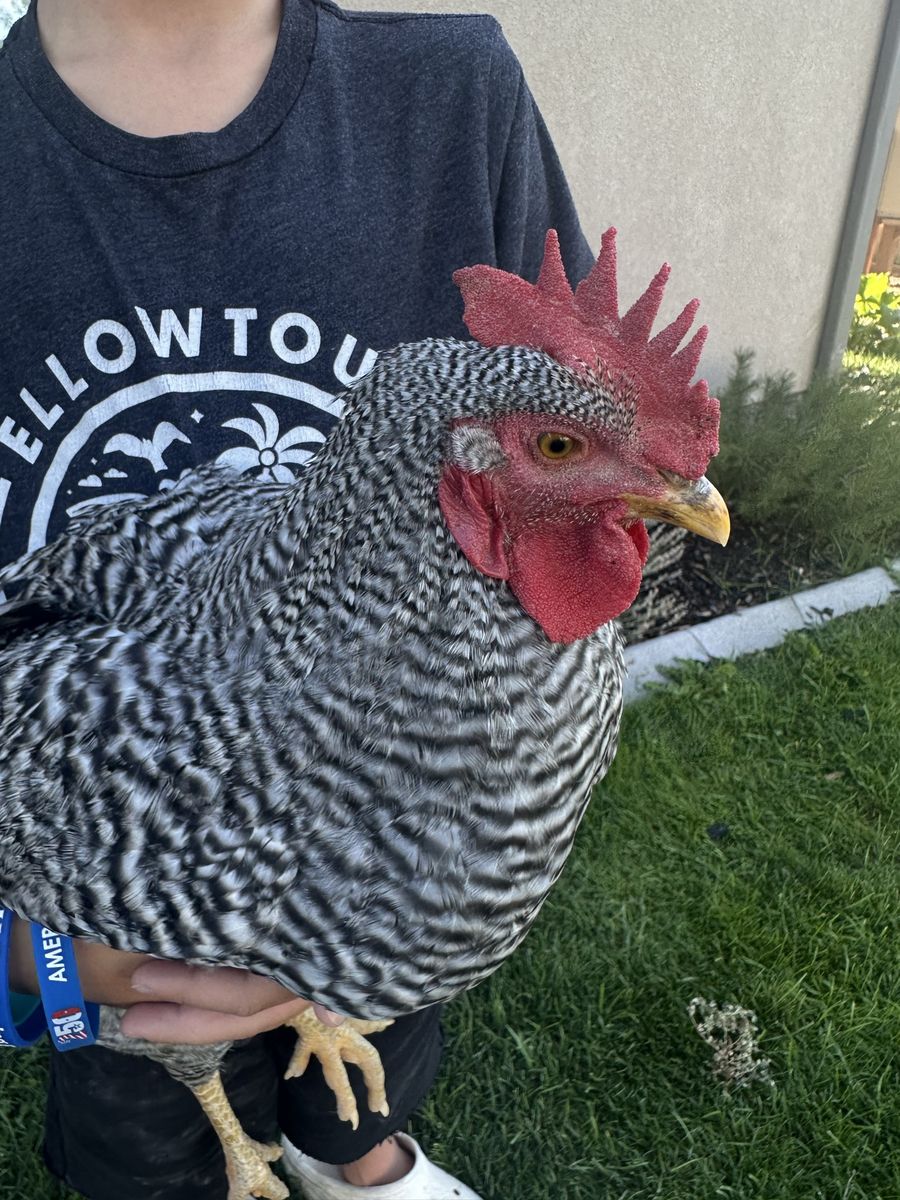 FREE- Barred Rock Rooster