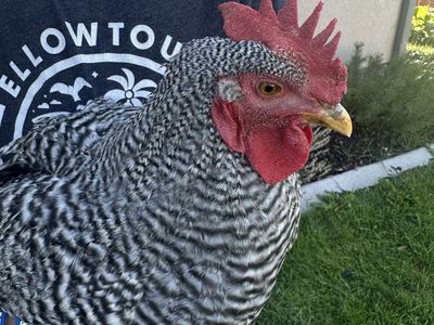 FREE- Barred Rock Rooster