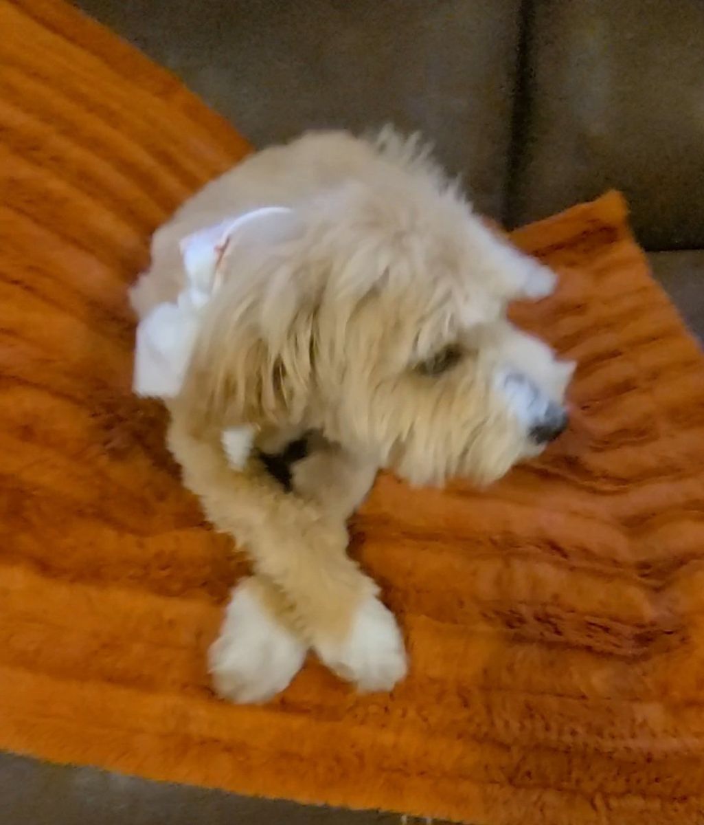 Maltese, poodle, Maltipoo.