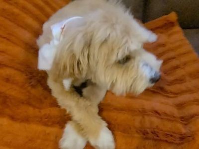 Maltese, poodle, Maltipoo.