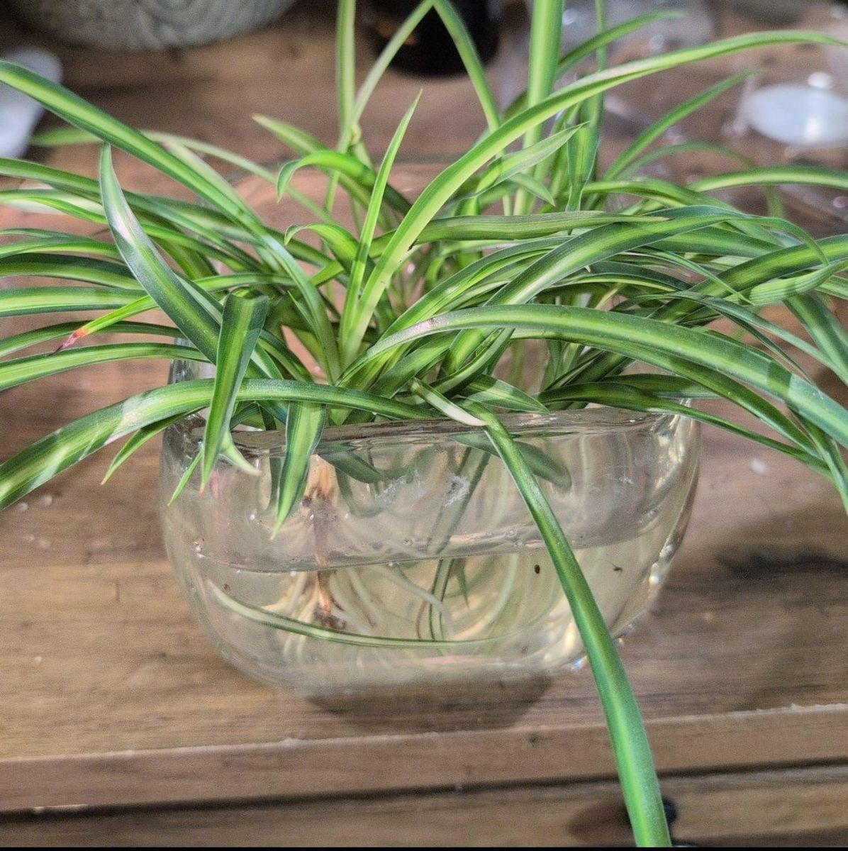 Spider Plant Babies