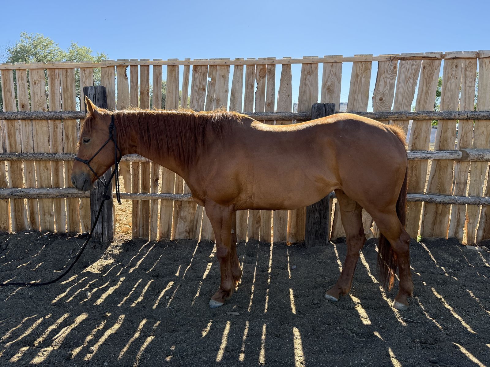 10 Year old Sorrel Mare