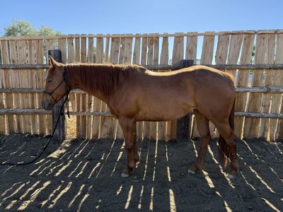 10 Year old Sorrel Mare