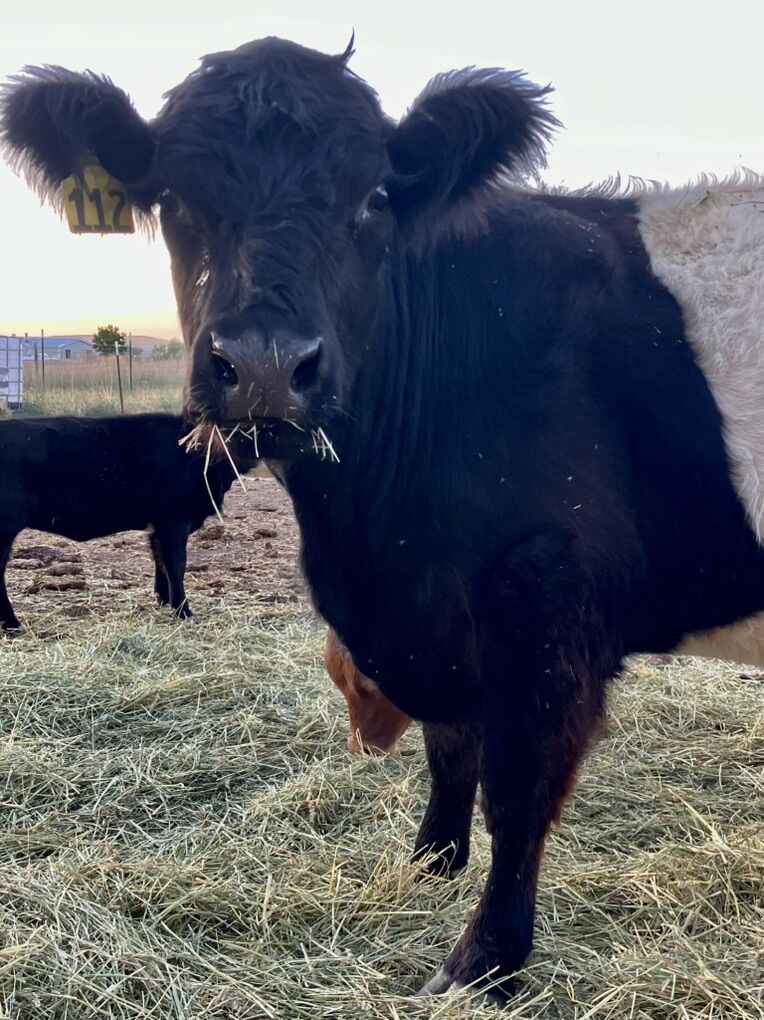 Purebred Belted Galloway Oreo Cow