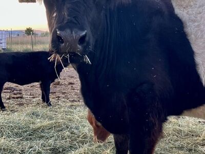 Purebred Belted Galloway Oreo Cow