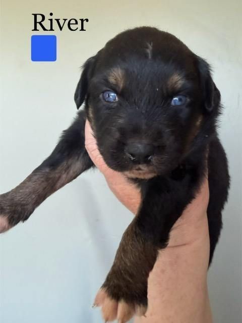 AKC Registered Purebred Australian Shepherd Puppies