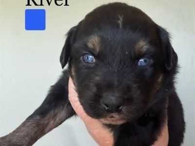AKC Registered Purebred Australian Shepherd Puppies