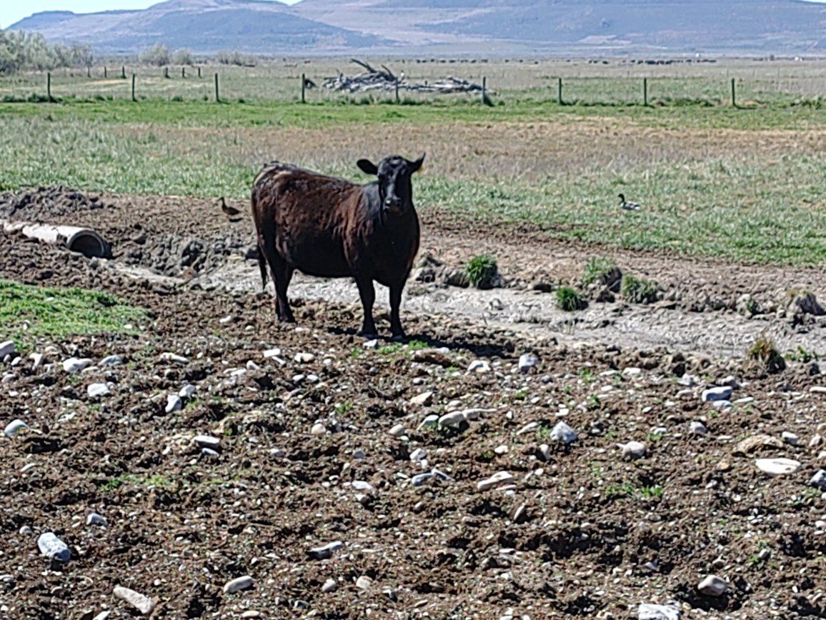 bred cows