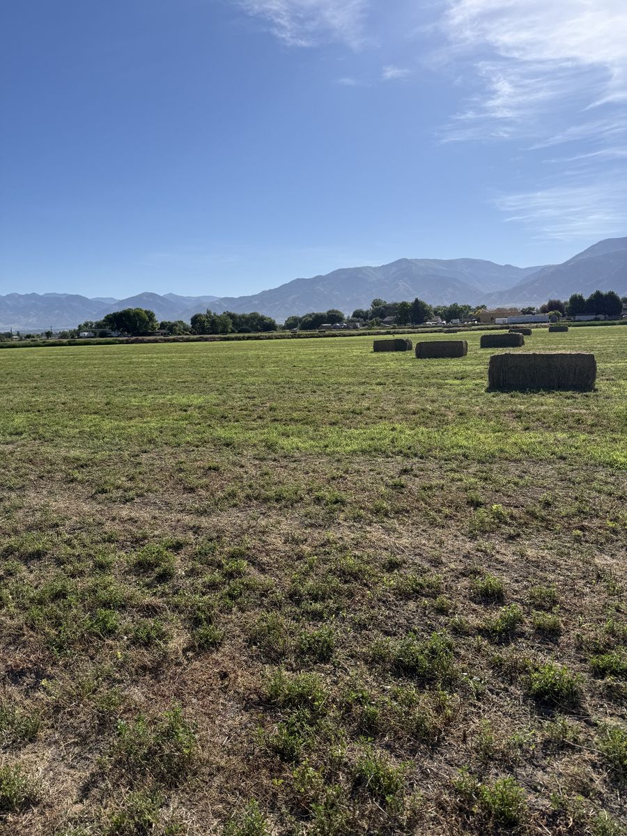 3rd crop alfalfa - 3x4 bales