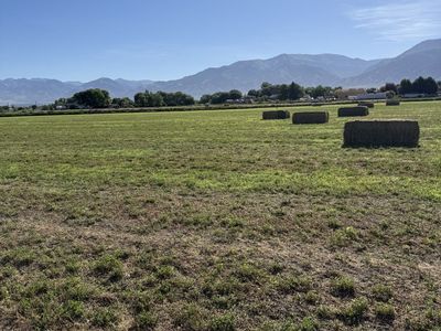 3rd crop alfalfa - 3x4 bales