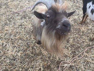 ROMEO Friendly Nigerian Dwarf Goat - Mature Buck