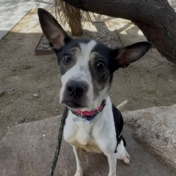 Hello my name is Pipsqueak