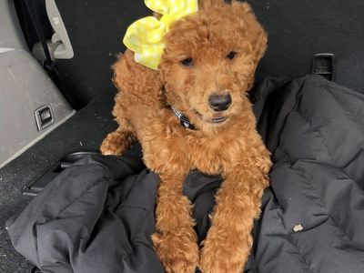 Red Standard Poodle Pups