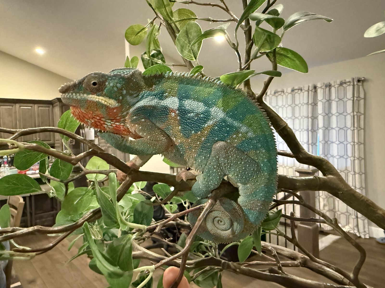 Beautiful Male Ambanja Chamelion w/ Enclosure AND Feeder Habitats