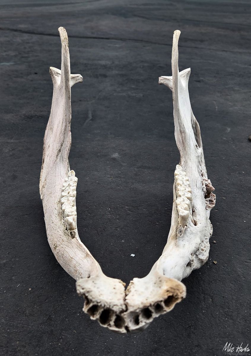 Deformed Cow Jaw