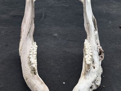 Deformed Cow Jaw