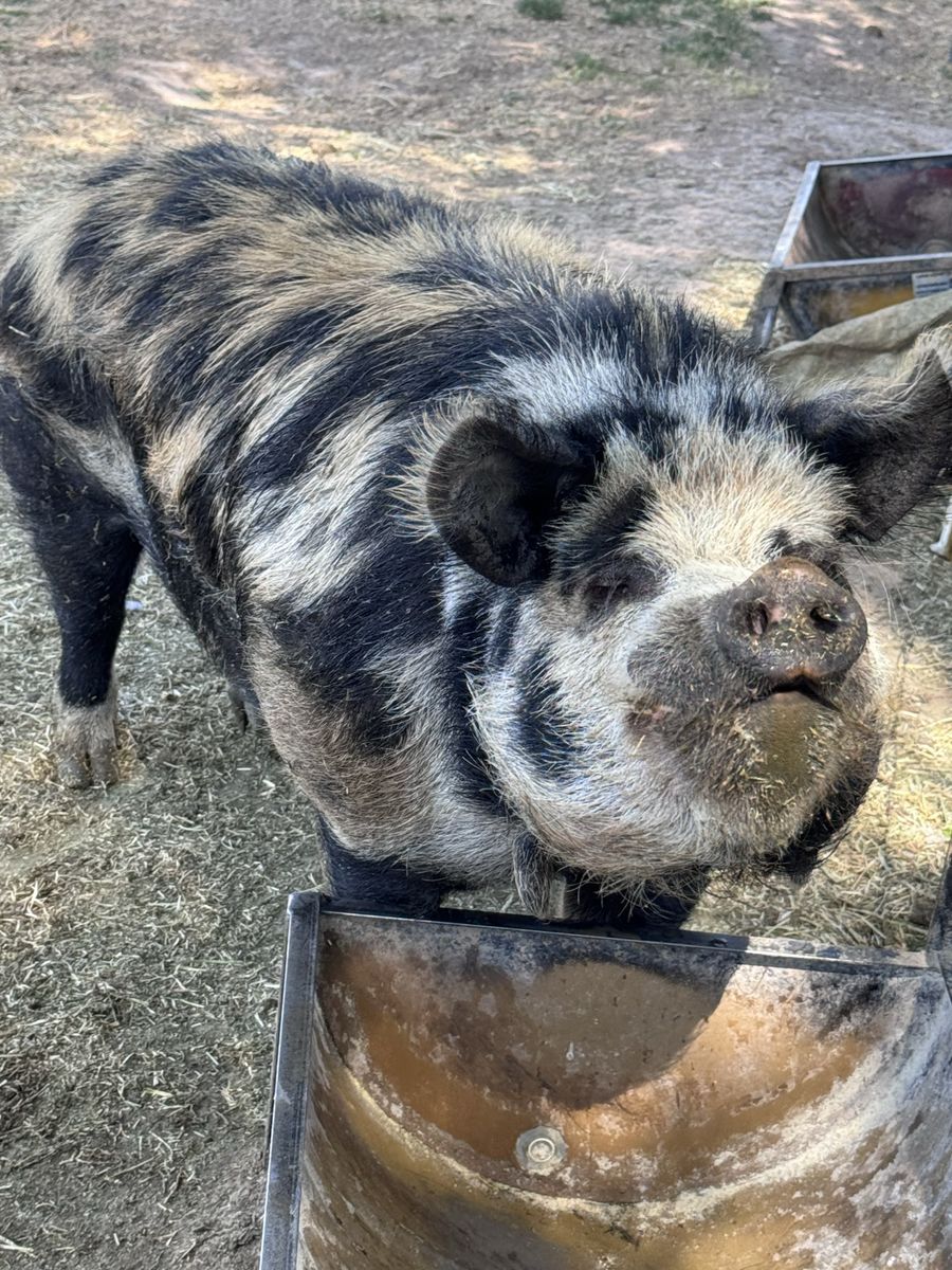 Registered Idaho Pasture Pig Boar IPP