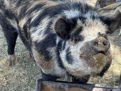 Registered Idaho Pasture Pig Boar IPP