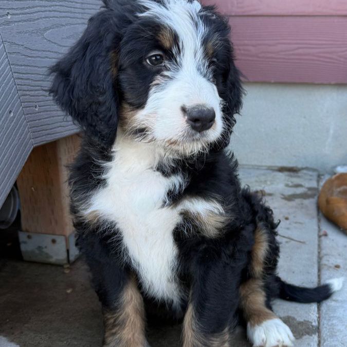 2 Tri Color Bernedoodle Pups Ready To Go