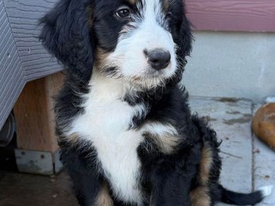 2 Tri Color Bernedoodle Pups Ready To Go