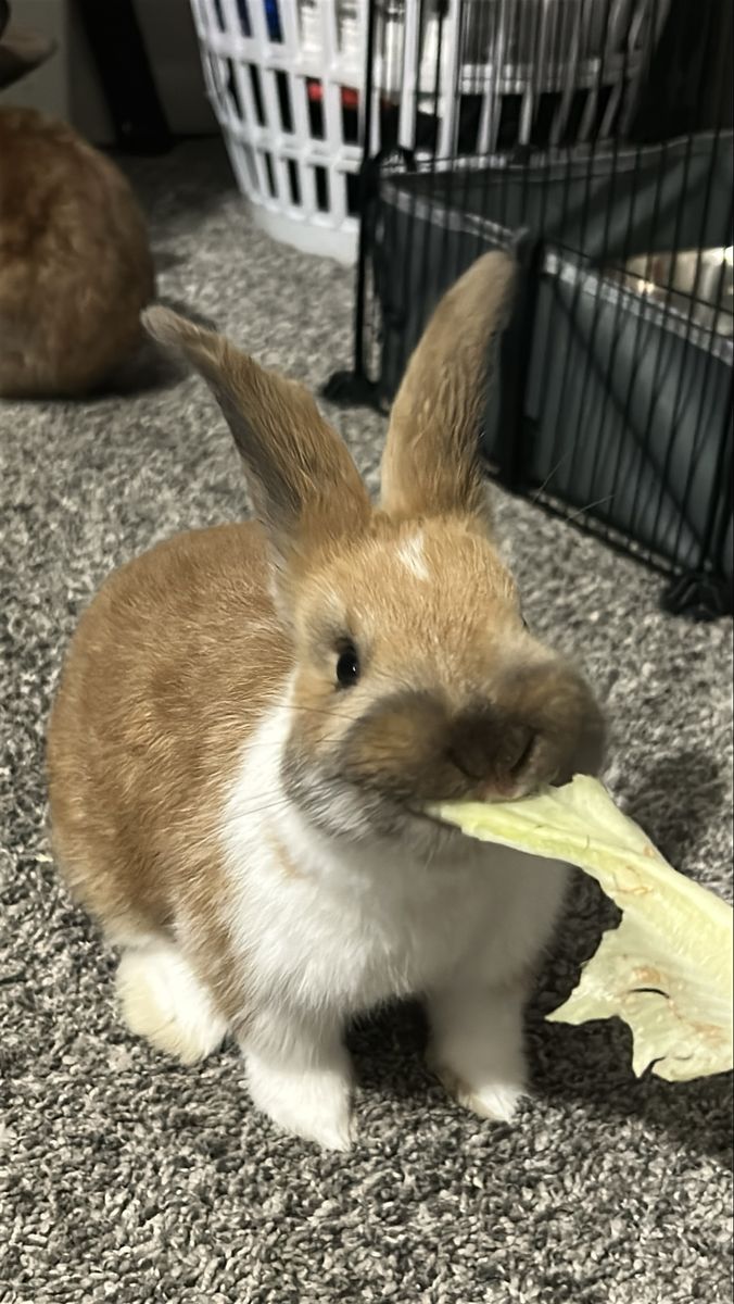 Bunnies plus cage and accessories