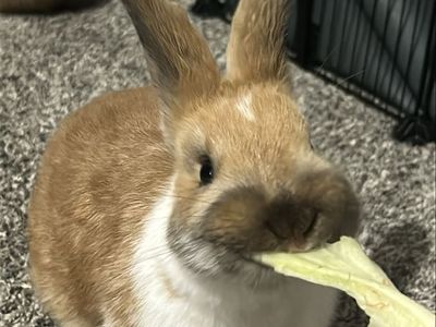 Bunnies plus cage and accessories
