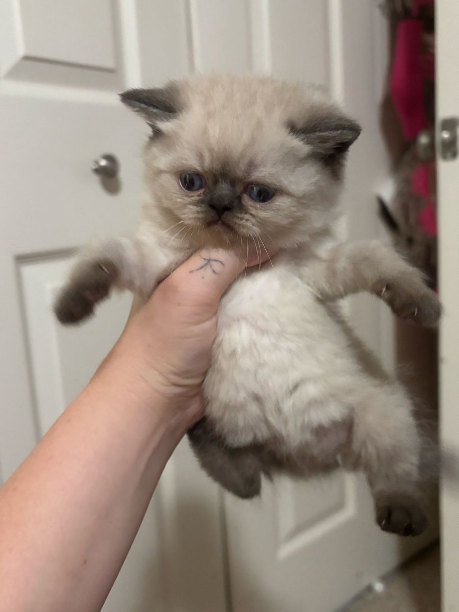 Affordable Purebred Persian Exotic Shorthair Kittens