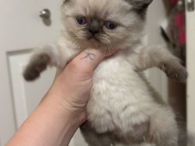 Affordable Purebred Persian Exotic Shorthair Kittens