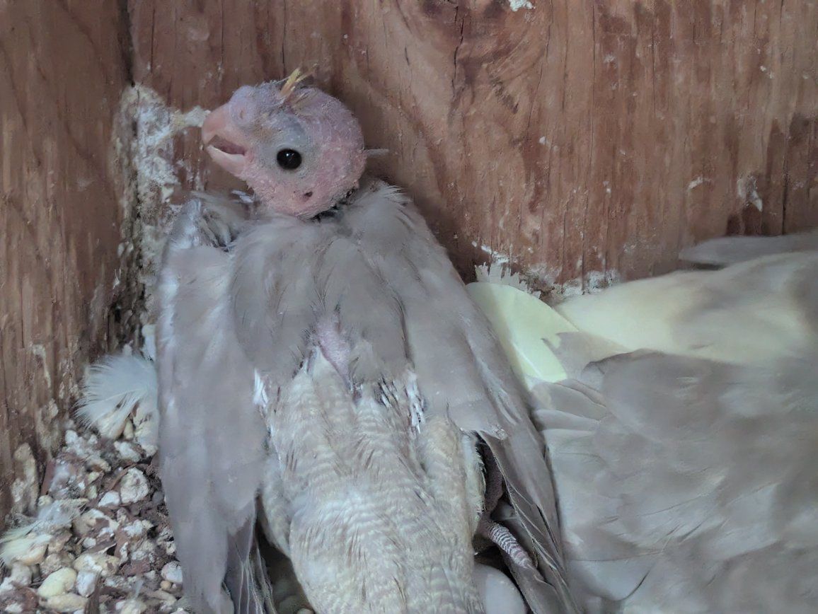 Cockatiel Bird(s) for Sale - Young and Mature Birds Available