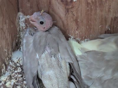 Cockatiel Bird(s) for Sale - Young and Mature Birds Available