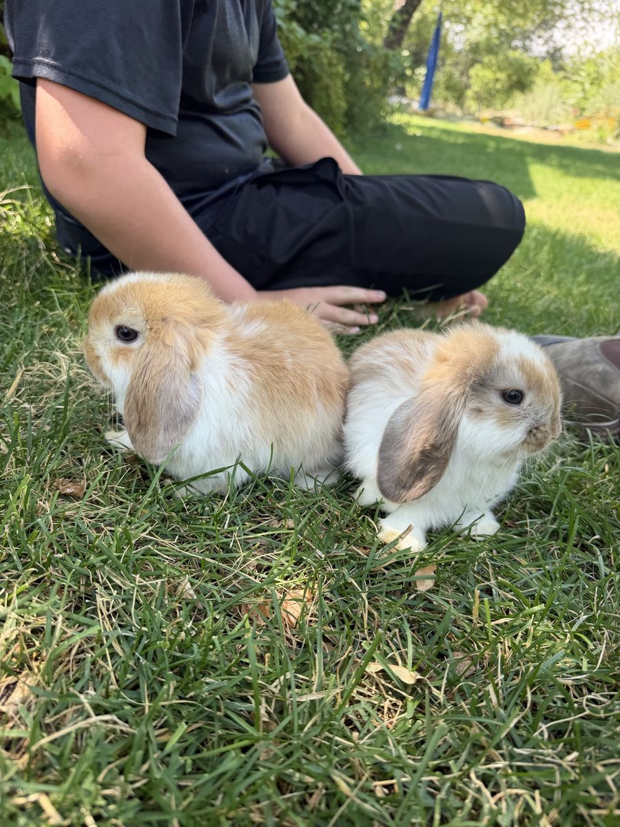 Pedigree Holland Lop Bunnies - 2 does