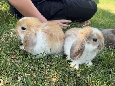 Pedigree Holland Lop Bunnies - 2 does