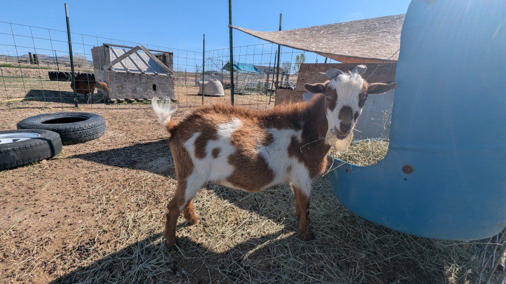 ADGA registered Nigerian dwarf buck. DNA tested