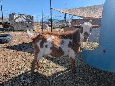 ADGA registered Nigerian dwarf buck. DNA tested