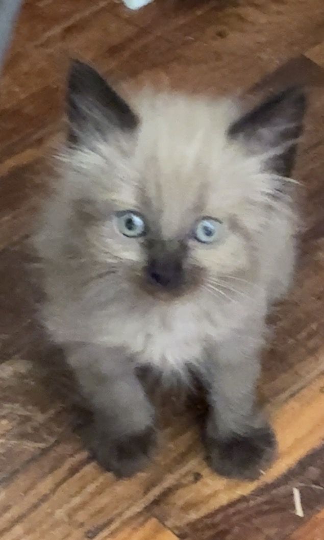 Cats & kittens available