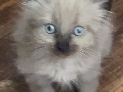 Cats & kittens available