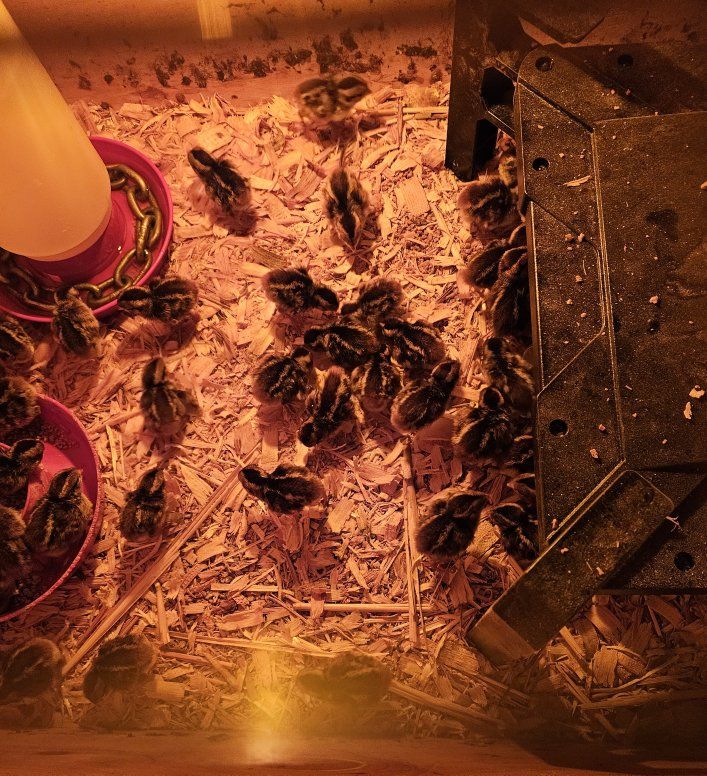 no. bobwhite quail chicks