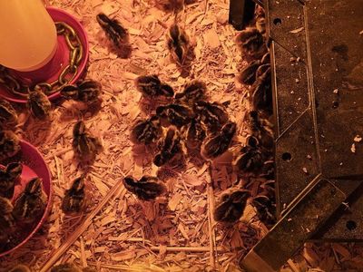 no. bobwhite quail chicks